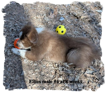 ABCA R/W male Border Collie out of working stock